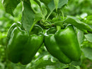 GREEN PEPPERS (4 COUNT)