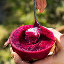 RED DRAGON FRUIT
