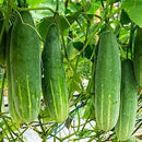 CUCUMBER (3 COUNT)