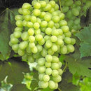 GRAPES GREEN SEEDLESS 3 LB BAG
