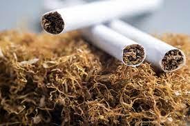 drawing of tobacco How to draw TOBACCO LEAF drawing of tobacco How to draw TOBACCO LEAF