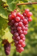 GRAPES RED SEEDLESS 3 LB BAG