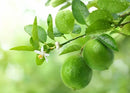 LIMES 2 LB
