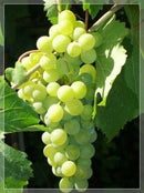 GRAPES GREEN SEEDLESS 3 LB BAG