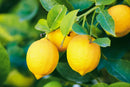 LEMONS 2 LB
